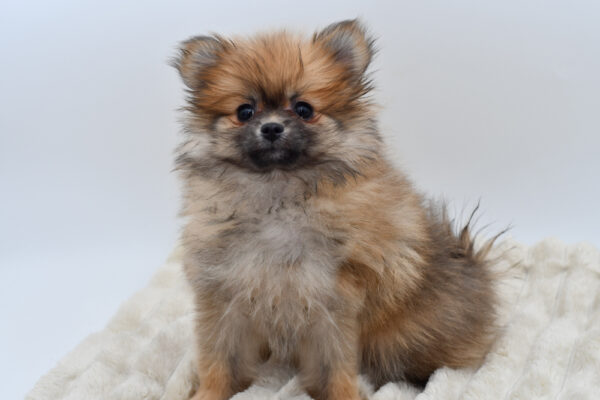[#253159-03]  - Sable F Pomeranian Puppies for Sale