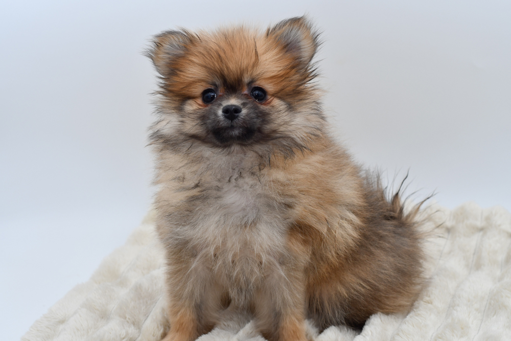 Pomeranian (F) 39708