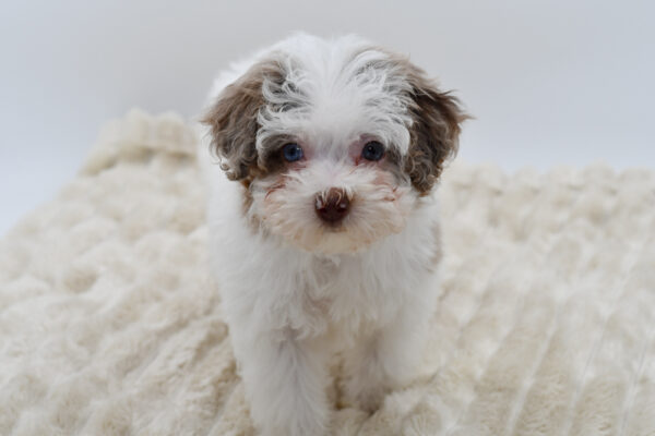 [#253172-02]  - Chocolate Merle M Poodle Mini Puppies for Sale