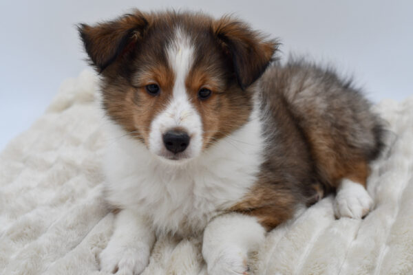 [#253283-02]  - Sable / White M Shetland Sheepdog Puppies for Sale