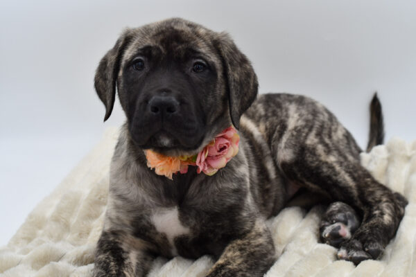 [#253517-06]  - Brindle F English Mastiff Puppies for Sale