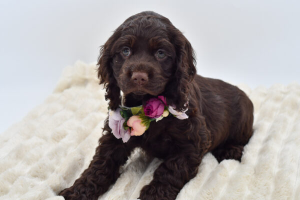 [#252634-04]  - Chocolate F Cocker Spaniel Puppies for Sale