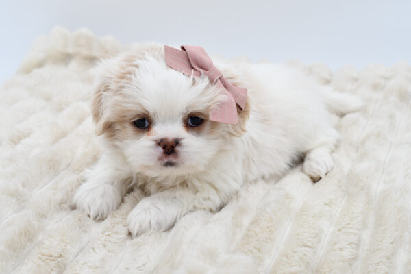 [#252694-05]  - White / Cream F Shih Tzu Puppies for Sale