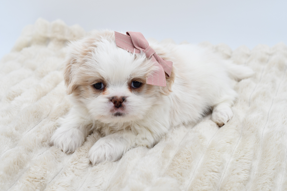 Shih Tzu (F) 39713