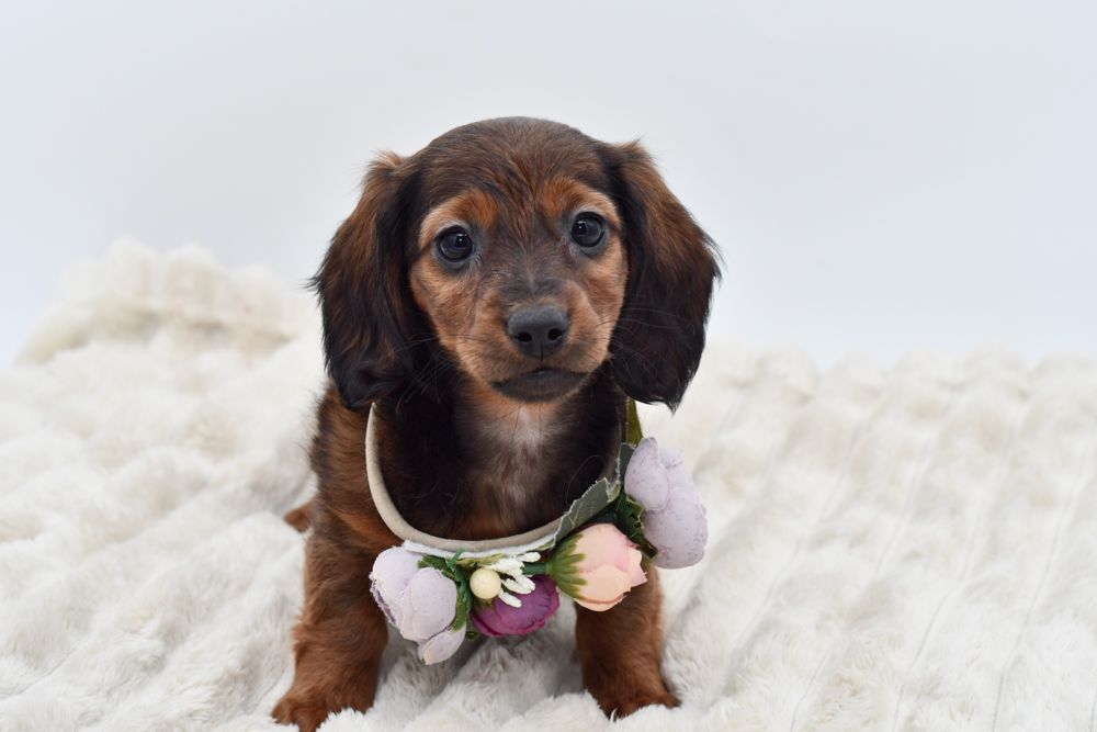 Dachshund (F) 39718