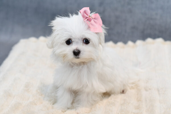 [#253298-04]  - White F Maltese Puppies for Sale