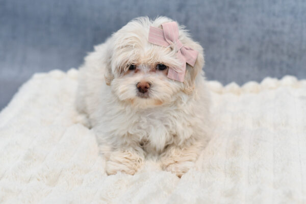 [#253324-05]  - Cream F PekeAPoo Puppies for Sale