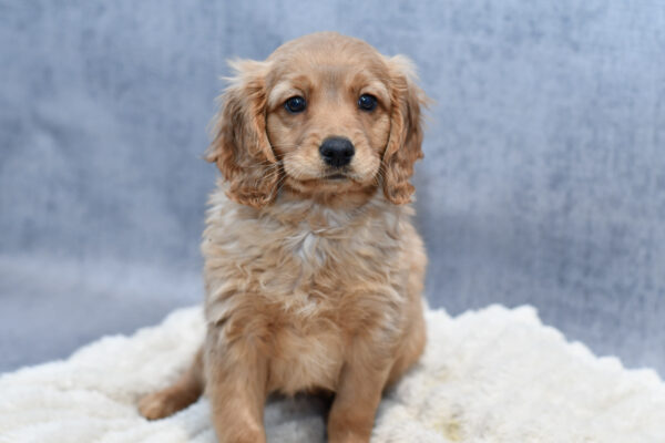 [#2624-03]  - Ruby M Cavalier King Charles Spaniel/Golden Retriever Puppies for Sale