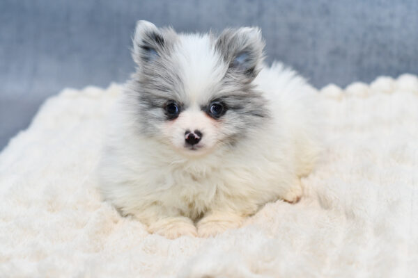 [#252638-01]  - M Pomeranian Puppies for Sale