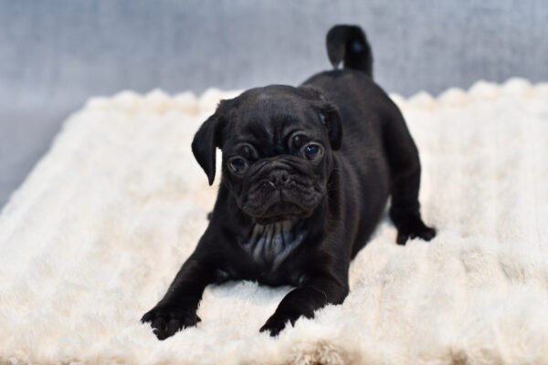 [#252702-02]  - Black M Pug Puppies for Sale