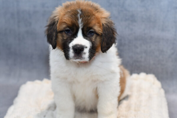 [#25453-04]  - Sable / White F Saint Bernard Puppies for Sale