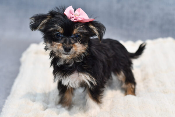 [#253389-02]  - Black / Tan F Morkie Puppies for Sale