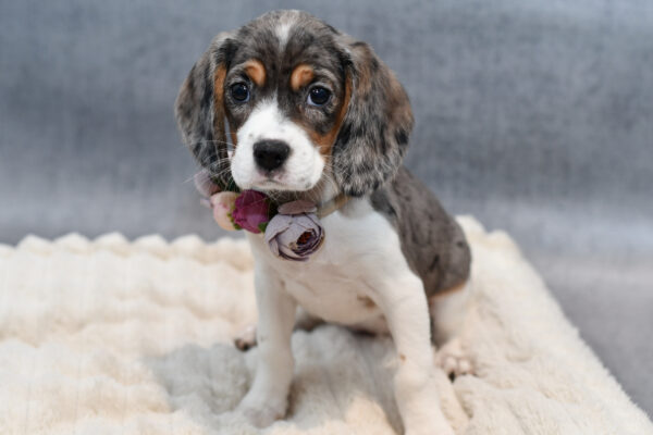 [#253432-03]  - Blue Merle F Beagalier Puppies for Sale