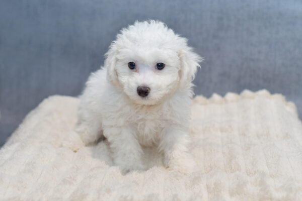 [#253578-02]  - White M Bichon Frise Puppies for Sale