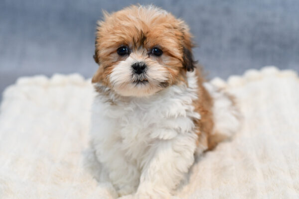 [#253591-03]  - Brown / White M Teddy Bear Puppies for Sale