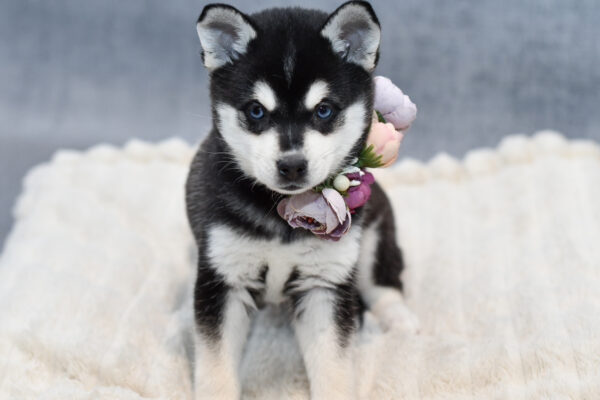 [#253615-04]  - Black F Alaskan Klee Kai Puppies for Sale