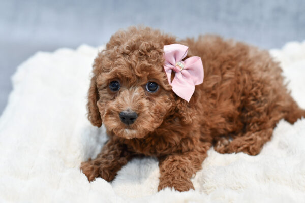 [#253711-03]  - Red F Cock A Poo Puppies for Sale