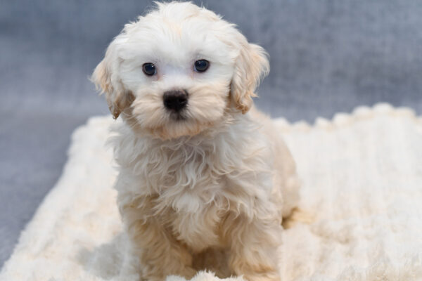 [#253724-03]  - Light Golden M Goldendoodle Mini 2nd Gen Puppies for Sale