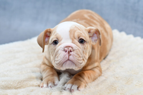 [#26202-01]  - Sable / White M Victorian Bulldog Puppies for Sale