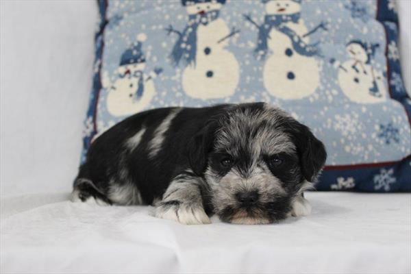 [#2622-02]  - Blue Merle M Miniature Schnauzer Puppies for Sale