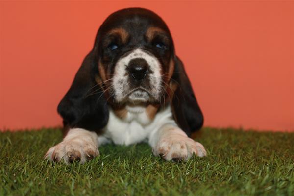 [#2621-02]  - Red / White M Basset Hound Puppies for Sale