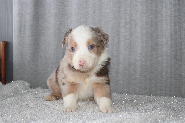 [#26274-03]  - Red Merle M Miniature Australian Shepherd Puppies for Sale