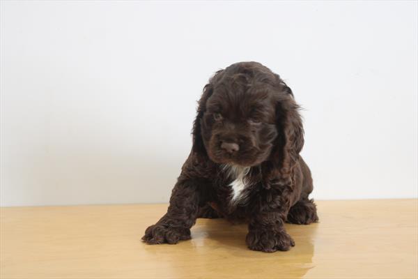 [#26111-03]  - Chocolate M Cocker Spaniel Puppies for Sale