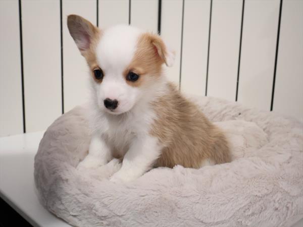 [#2664-04]  - Red / White F Pembroke Welsh Corgi Puppies for Sale