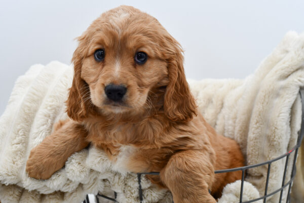 [#25426-03]  - Golden M Mini Golden Retriever Puppies for Sale