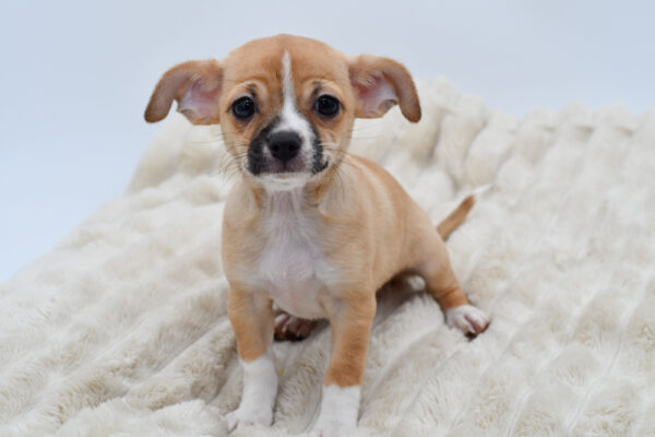 [#2640-02]  - Red Fawn M Chihuahua Puppies for Sale