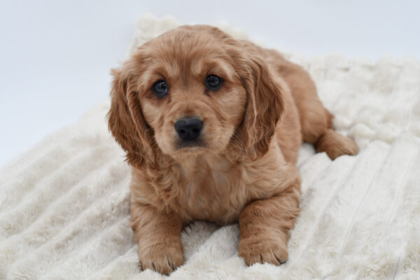 [#25426-01]  - Golden M Mini Golden Retriever Puppies for Sale