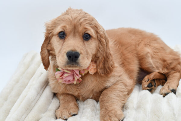 [#25426-05]  - Golden F Mini Golden Retriever Puppies for Sale