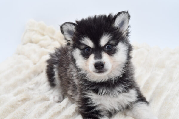 [#25427-02]  - Black / White M Pomsky Puppies for Sale