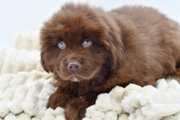 [#25447-04]  - Chocolate M Newfoundland Puppies for Sale