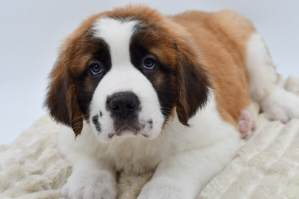 [#25462-04]  - Sable / White M Saint Bernard Puppies for Sale