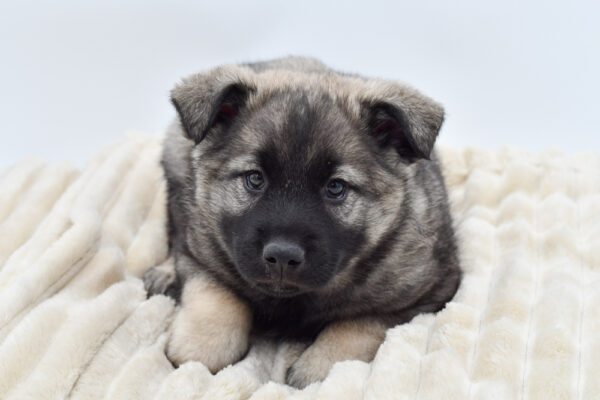 [#25463-01]  - Gray / Black M Norwegian Elkhound Puppies for Sale
