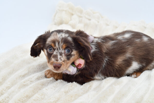 [#252726-04]  - Chocolate F Chiweenie Puppies for Sale