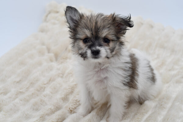 [#26148-02]  - Tri-Colored F Pomachon Puppies for Sale