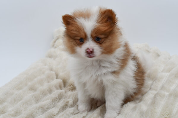 [#2630-02]  - Sable / White M Pomeranian Puppies for Sale