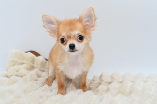 [#253198-02]  - Sable / White M Chihuahua Puppies for Sale