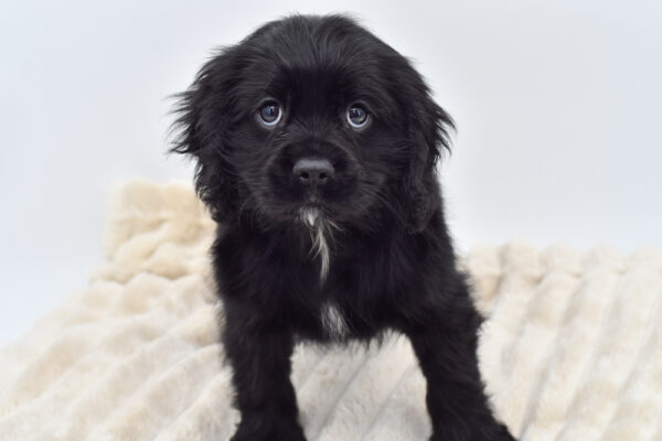 [#253388-03]  - Tri-Colored M Cockalier Puppies for Sale