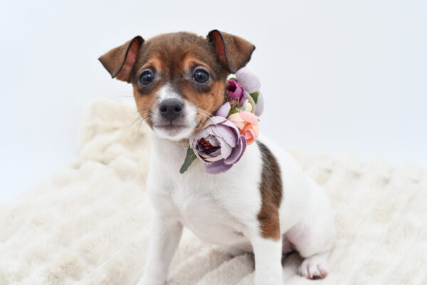 [#253545-06]  - Sable / White F Toy Fox Terrier Puppies for Sale