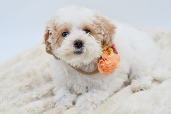 [#2681-05]  - White / Cream F Bichapoo Puppies for Sale