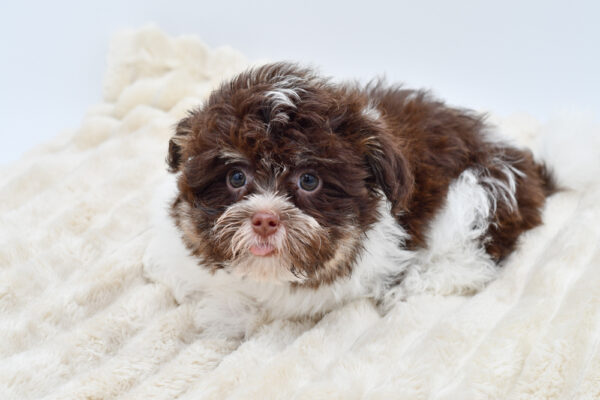 [#252720-03]  - Chocolate M Havanese Puppies for Sale