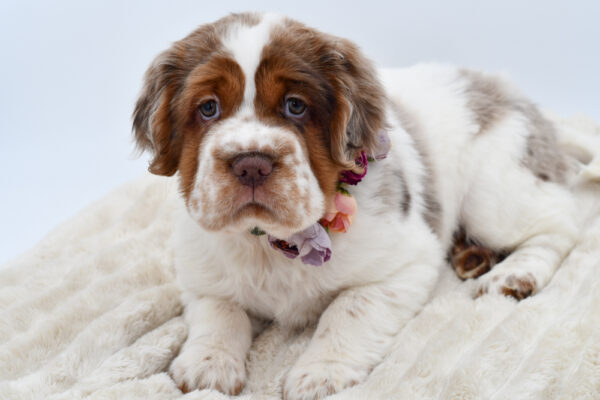 [#252705-06]  - Chocolate Merle F Hippo Mini Puppies for Sale