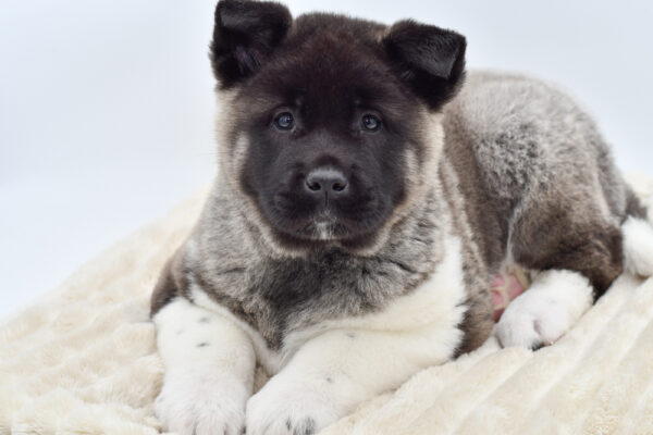 [#2610-03]  - Black / White M Akita Puppies for Sale