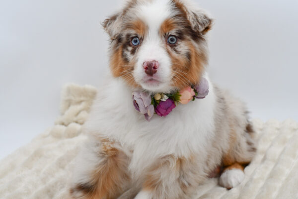 [#2615-08]  - Red Merle F Australian Shepherd Puppies for Sale