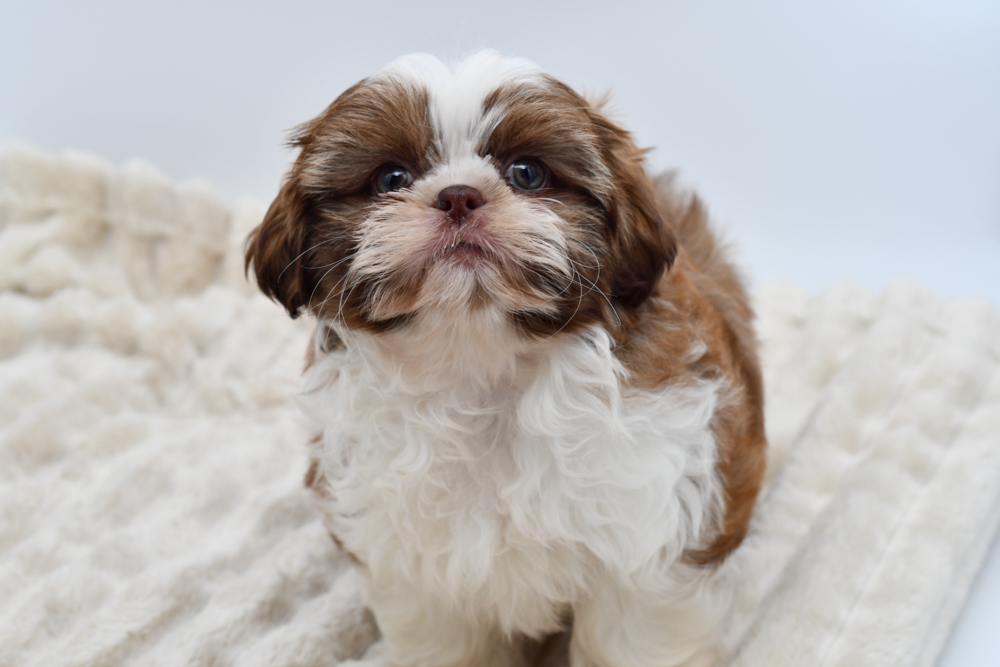 Shih Tzu (M) 39779