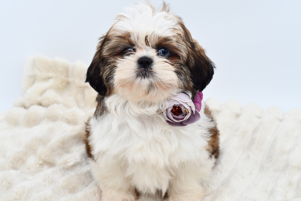 Shih Tzu (F) 39780