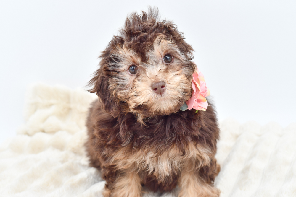 Miniature Poodle Puppy Chocolate Phantom ID: 39781 Located at